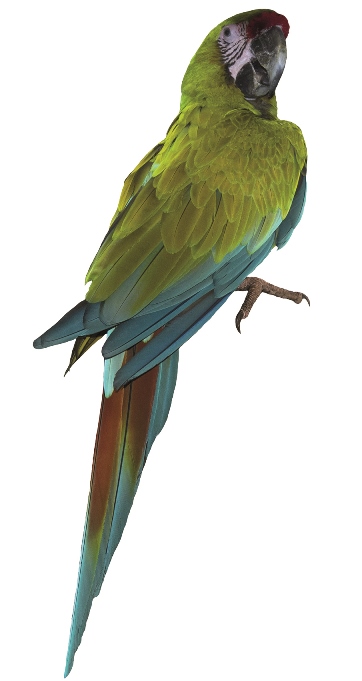 groene papegaai